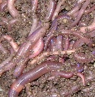 Worm Farm Facts - African Night Crawler