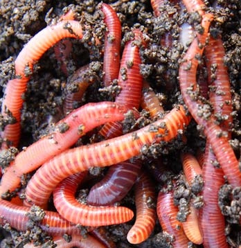 1 LB (1000) Live Red Wiggler Compost Worms